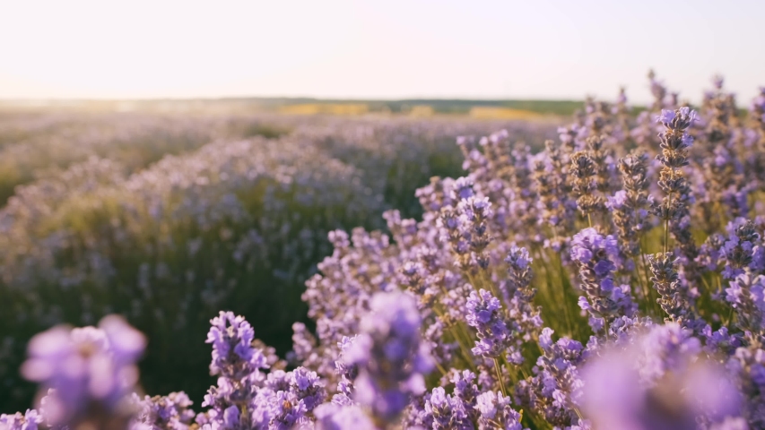 Hand of young woman tenderly holds lavender flowers summer sunset slow motion slide back. View of field of large blooming of lavender flowers. Sun's rays are purple plant. Relax. Aromatherapy Royalty-Free Stock Footage #1035208523