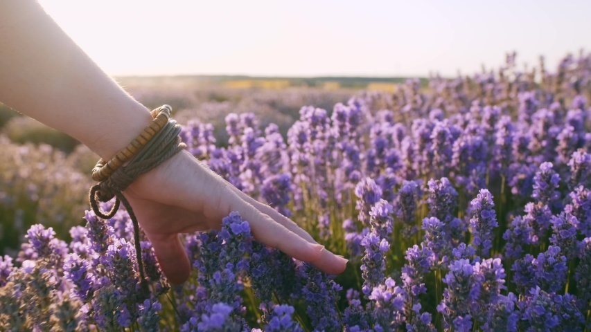 Hand of young woman tenderly holds lavender flowers summer sunset slow motion slide back. View of field of large blooming of lavender flowers. Sun's rays are purple plant. Relax. Aromatherapy Royalty-Free Stock Footage #1035208523