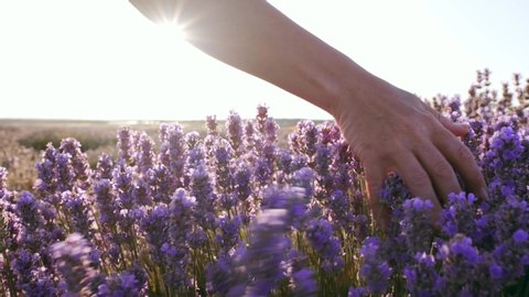 Hand of young woman tenderly holds lavender flowers summer sunset slow motion slide back. View of field of large blooming of lavender flowers. Sun's rays are purple plant. Relax. Aromatherapy
