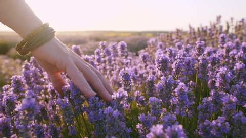 Hand of young woman tenderly holds lavender flowers summer sunset slow motion slide back. View of field of large blooming of lavender flowers. Sun's rays are purple plant. Relax. Aromatherapy