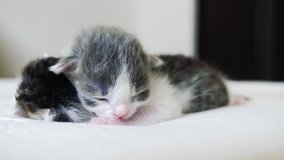 funny lifestyle video two cute newborn kittens sleep teamwork on the bed. pets concept pets concept. little cats striped sleep on a white background