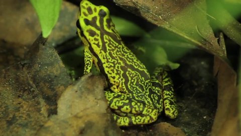 
close up of the back of the Atelopus cruciger