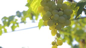 bunches of white grapes on a vine in the sunlight Vineyard harvest season Video HD