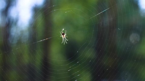 spider sits on a round cobweb. glows in the sun