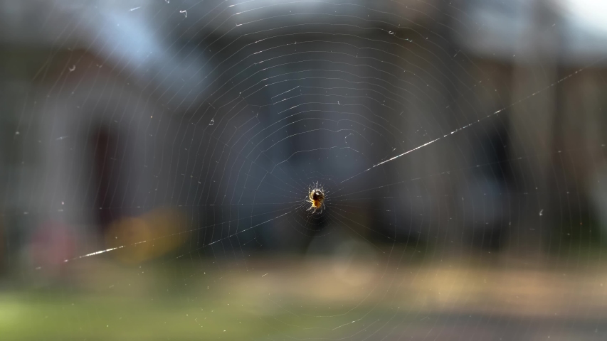 The spider sitting in the middle of the round web.
