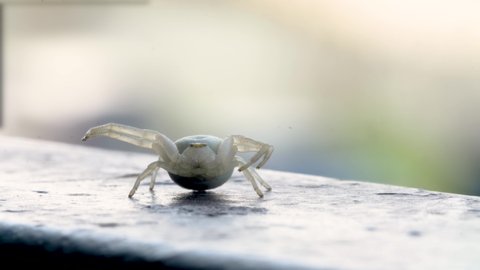 White crab spider crawls and waits for prey, prepares for attack and hides. macro photo