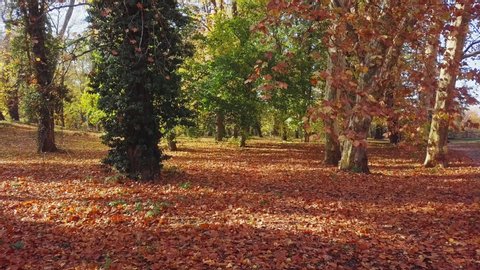 Low level flight over of leaves inside autumn park