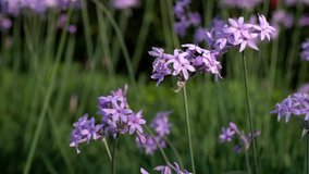 Purple Flowers in Slow Motion