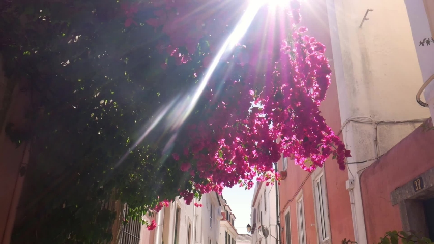 Purple bougainvillea flowers in a narrow street in Cascais, Portugal.