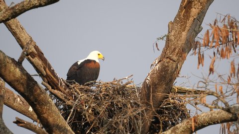 African Fish eagle sits in the nest and protects  the newborn chicks. One chicks stand up. Funny and rare footage. Africa