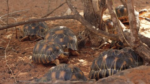 Radiated tortoises -  Astrochelys radiata - critically endangered tortoise species, endemic to Madagascar, walking on ground near trees