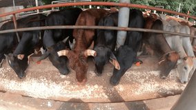 Cattle in a barn eating food. Fisheye effect.