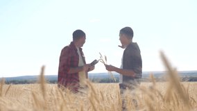 teamwork smart farming. two farmers work in a wheat field. farmers explore are studying. man with digital tablet Wheat Field summer in the field wheat bread. slow motion video. farmer Smart farming