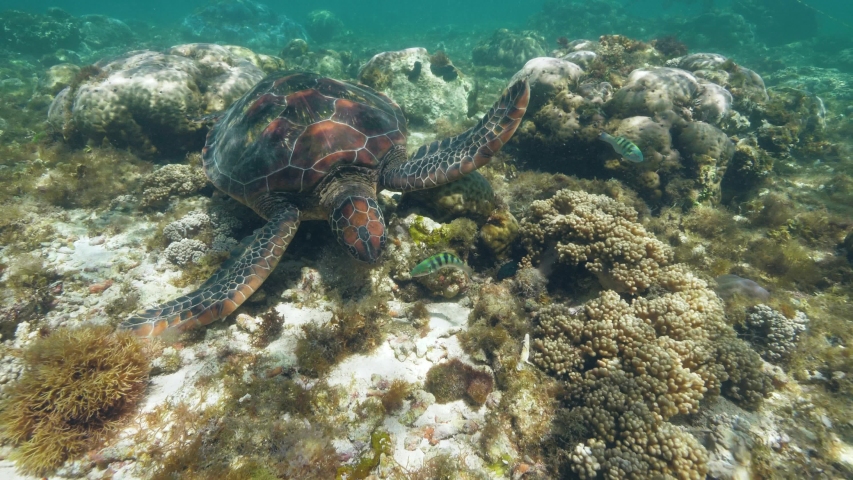 Sea turtle Chelonia mydas is swimming at ocean floor and eating seaweeds. | Shutterstock HD Video #1035265130