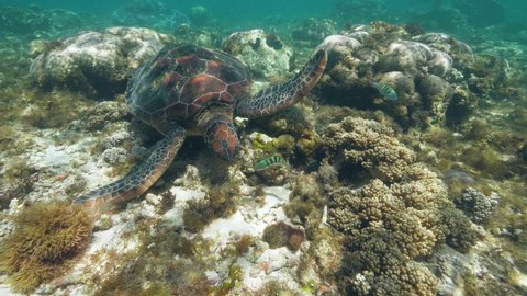 Sea turtle Chelonia mydas is swimming at ocean floor and eating seaweeds.