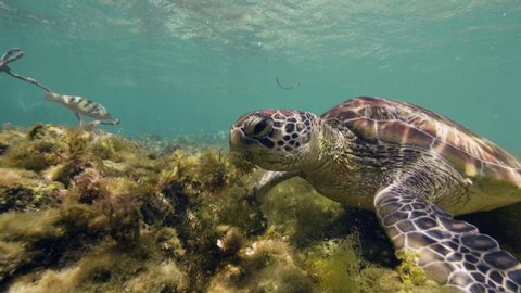 Closeup head of sea turtle Chelonia mydas is eating seaweeds in ocean floor.