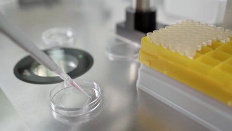 Inserting drops of material into the IVF dish during the in vitro fertilization process in the lab. Closeup video recording with selective focus.