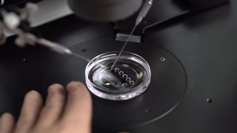 Expert in brown latex gloves is doing control check of the in vitro fertilization process in the Petri Dish with a help of the IFV manipulator in the laboratory. Closeup video recording.
