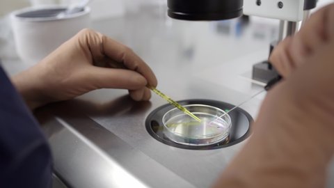 Doctor in brown latex gloves is doing control check of the in vitro fertilization process inside Petri Dish with a help of the microscope in the IVF lab. Closeup video recording.