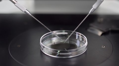 Petri Dish and moving micromanipulators over it in the laboratory of the in vitro fertilization. Closeup video recording with selective focus.