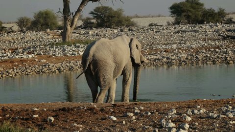 African elephant at a watering hole