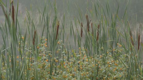 Cattails and spotted touch-me-not flowers in a marsh in rural New Brunswick, Canada