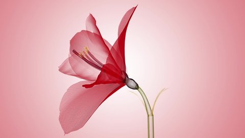 x-ray image of a flower  isolated on pink, the Ameryllis 3d illustration