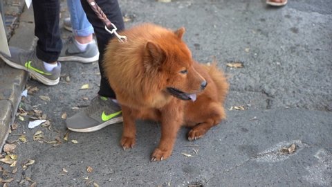 Lisbon , Lisbon / Portugal - 10 01 2018: Slow motion of brown chow chow fluffy dog near owner in street,
