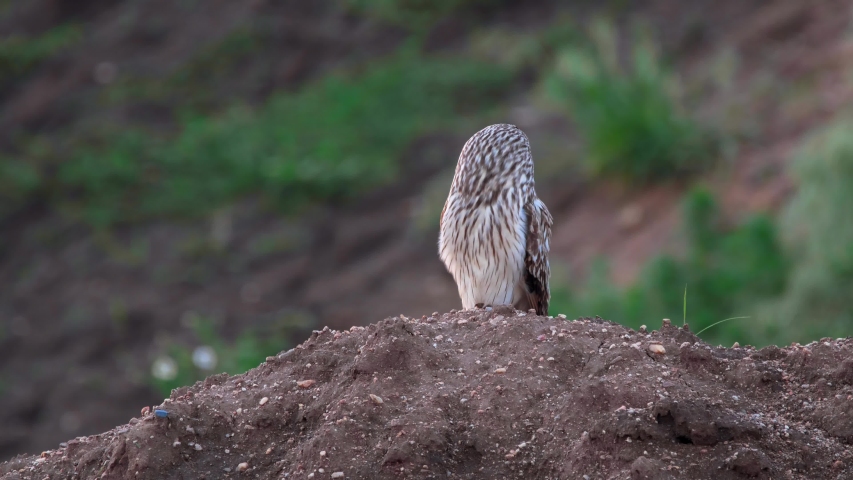 Short-eared owl (Asio flammeus) hooting Royalty-Free Stock Footage #1035276554