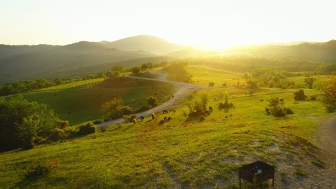 Amazing footage drone flying off green fields and country road at sunset in the suburbs of Sochi, cow and goats grazing on the field