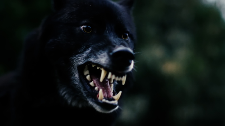 Black Wolve running through forest gnashing teeth shot in Slow Motion on RED Scarlet-W