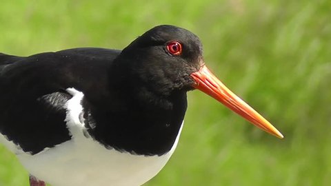 Extreme close-up of an Eurasian Oystercatcher looking around