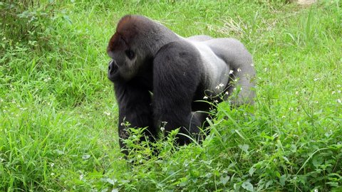 Male Eastern Gorilla (Gorilla Beringei) Ape Walking on the Grass. Endangered and Threatened Animal
