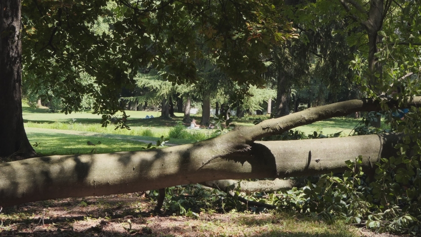 young athletic man jumps over the fallen trunk at the park during a summer day