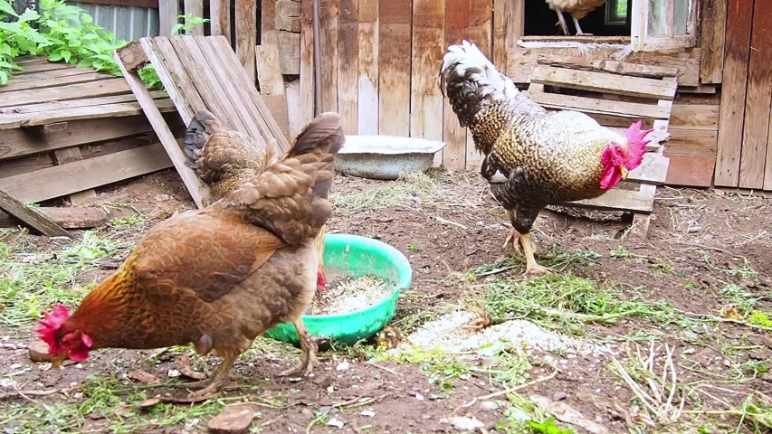 Chickens, hens and cock in a small scale family farm.