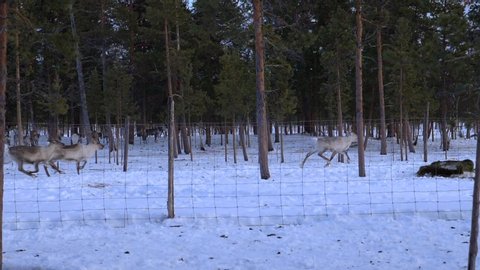 inari / Finland - 02 28 2019: Reindeers running