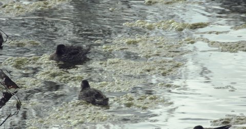 Young ducklings in a pond in northern Canada