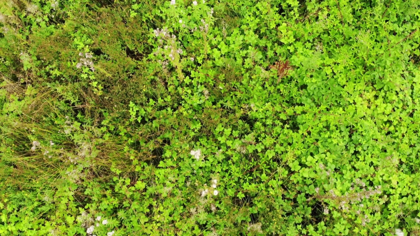 Slowly flying over a lush forest floor, displaying a large variaty of grasses, shrubs and other plants.