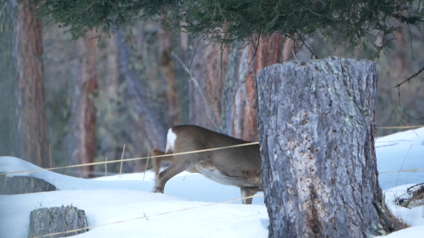 ROE DEER during winter time in swiss alps