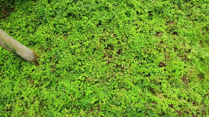 Flying through a forest looking down at the lush and green forest floor. The forest in filled with ferns, undergrowth and other foilage.