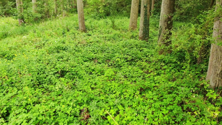 Forest Floor Foilage image - Free stock photo - Public Domain photo ...