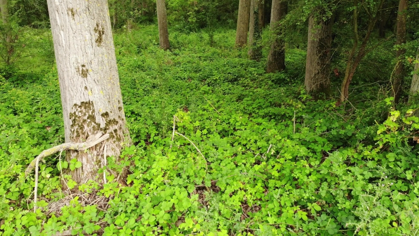 Flying through a forest looking down at the lush and green forsest floor. The forest is filled with ferns, undergrowth and other foilage.