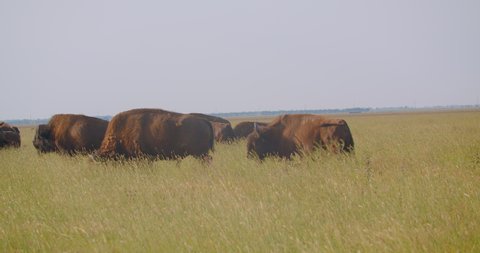 Closeup shoot of large bisons walking in the meadow in the national park
