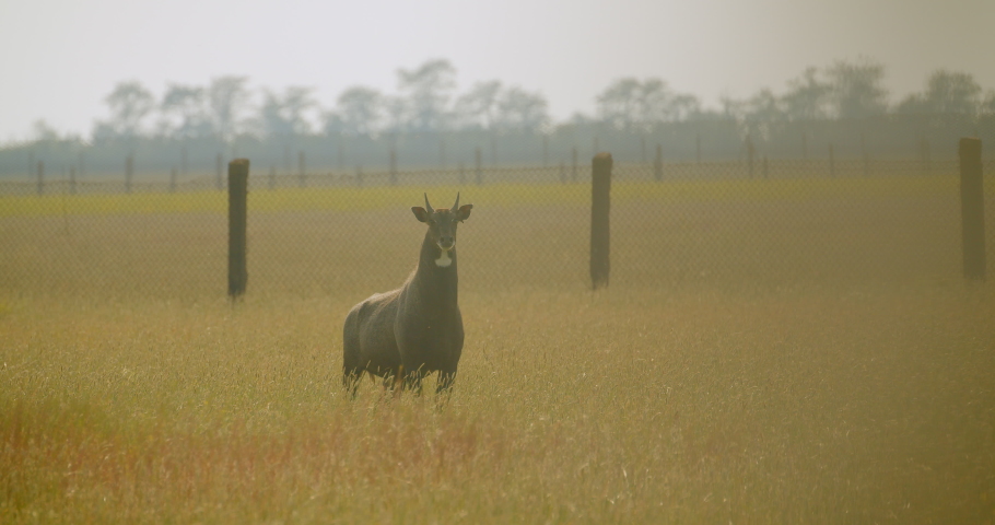 Closeup portrait of antelope standing in field in nature