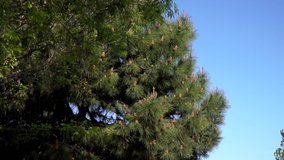 Top of the pine trees in slow motion