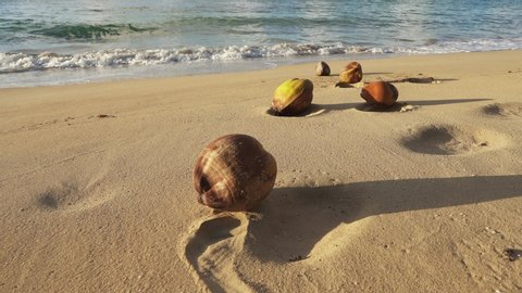 Coconuts lie on the seashore. The waves beat against the shore and washed by coconuts. Natural tropical landscape. Sunset on the island beach.