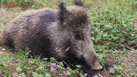 Little wild boar or hog lying on the green field with flowers in the forest