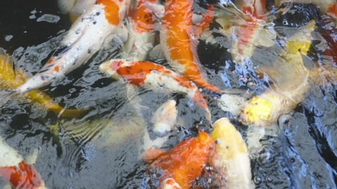 Koi fish or carp fish are swimming looking for food in the pond.
