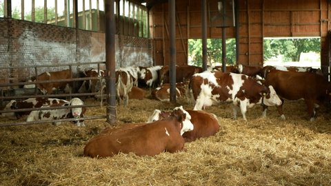 OLOMOUC, CZECH REPUBLIC, JUNE 11, 2019: Cows on organic farm farming, feed hay grass silage pets, dairy cows, dairy cattle breeds, cowshed feeding, Fleckvieh breed traditional, genetic defect of eye