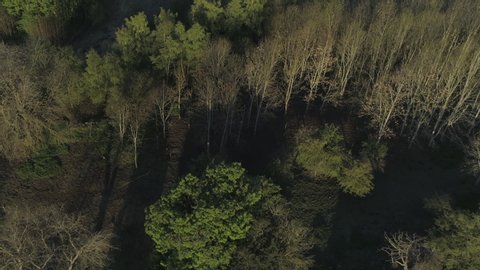 Drone shot of flying above the forest in the morning.